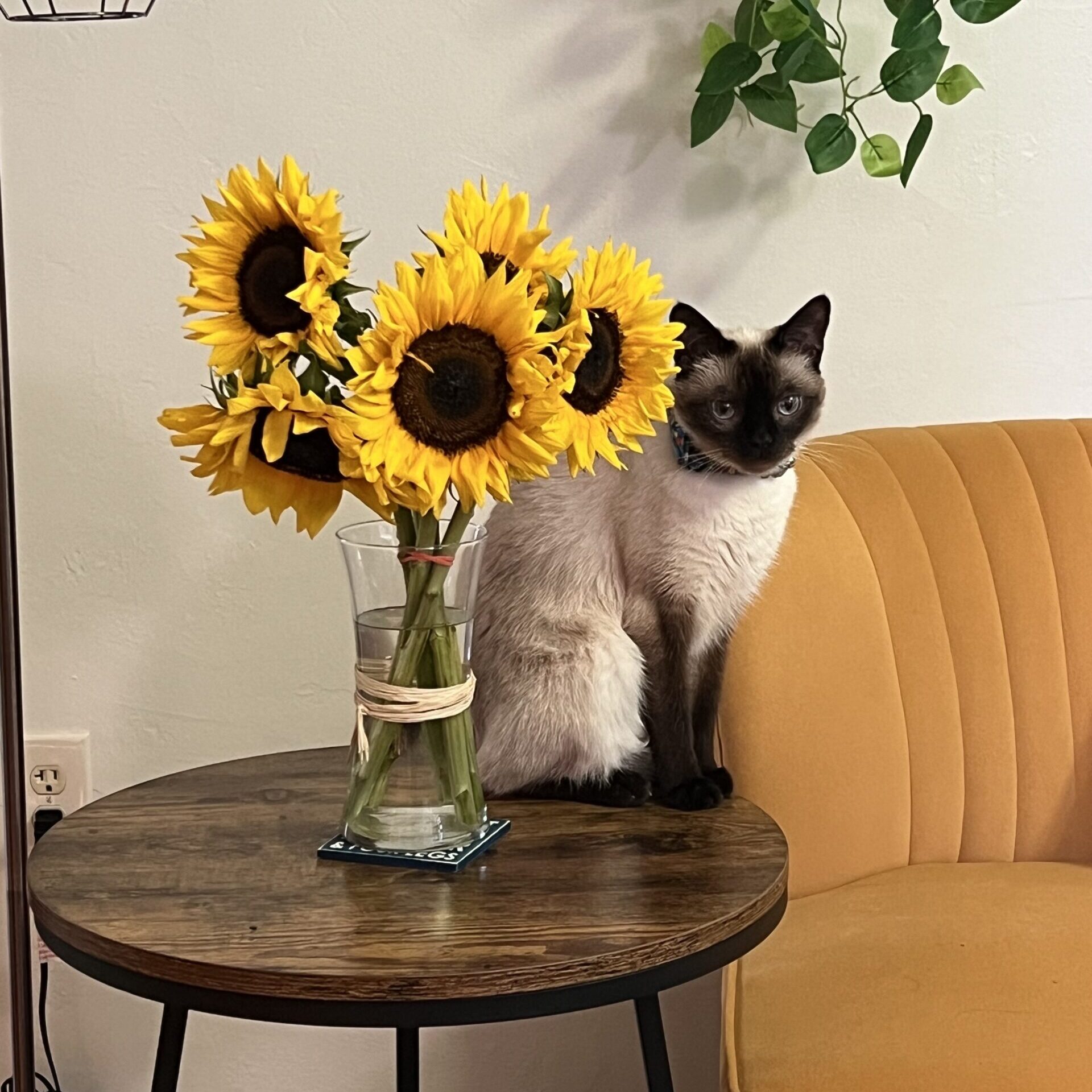 Siamese cat next to a vase of sunflowers